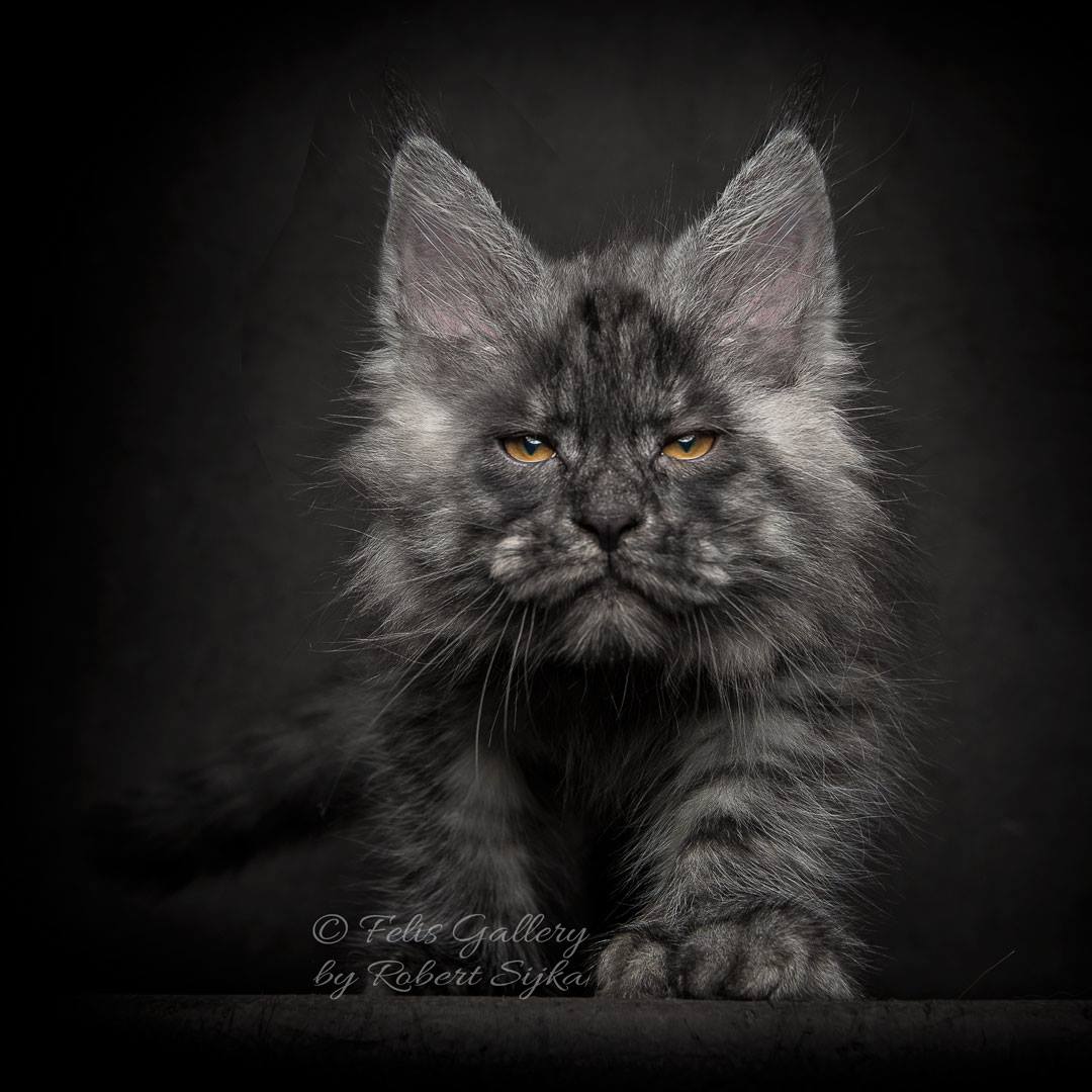 What Are The Most Common Colors Of Maine Coon Cat 7765