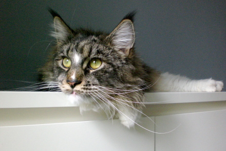 Maine Coon Relaxing