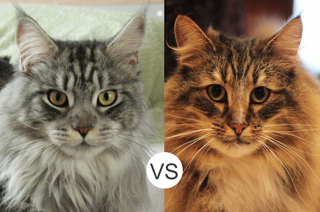 Maine Coons vs. Norwegian Forest Cats