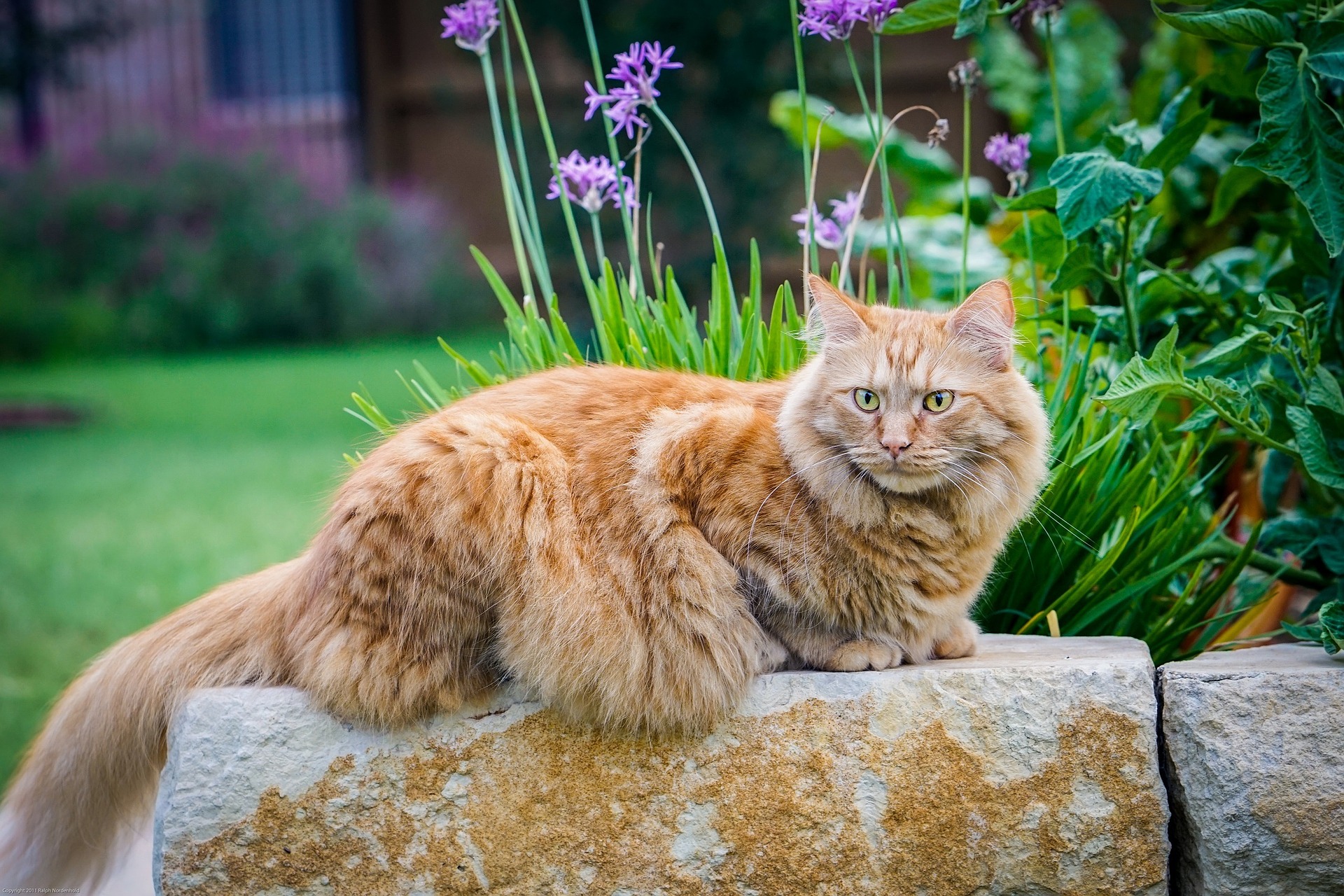 Maine Coon Cats Life Expectancy How to keep them happy and healthy longer