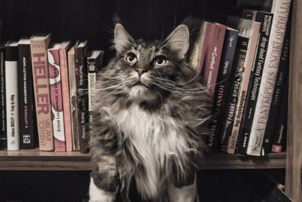 coon in bookshelf