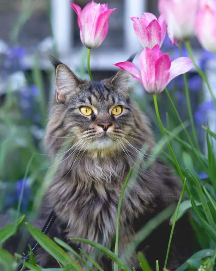 Beautiful Gray Smoke Maine Coon Cats Instagram Famous Mainecoon Org