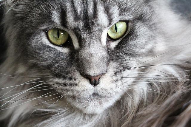 A close-up of a gray fluffy maine coon head.