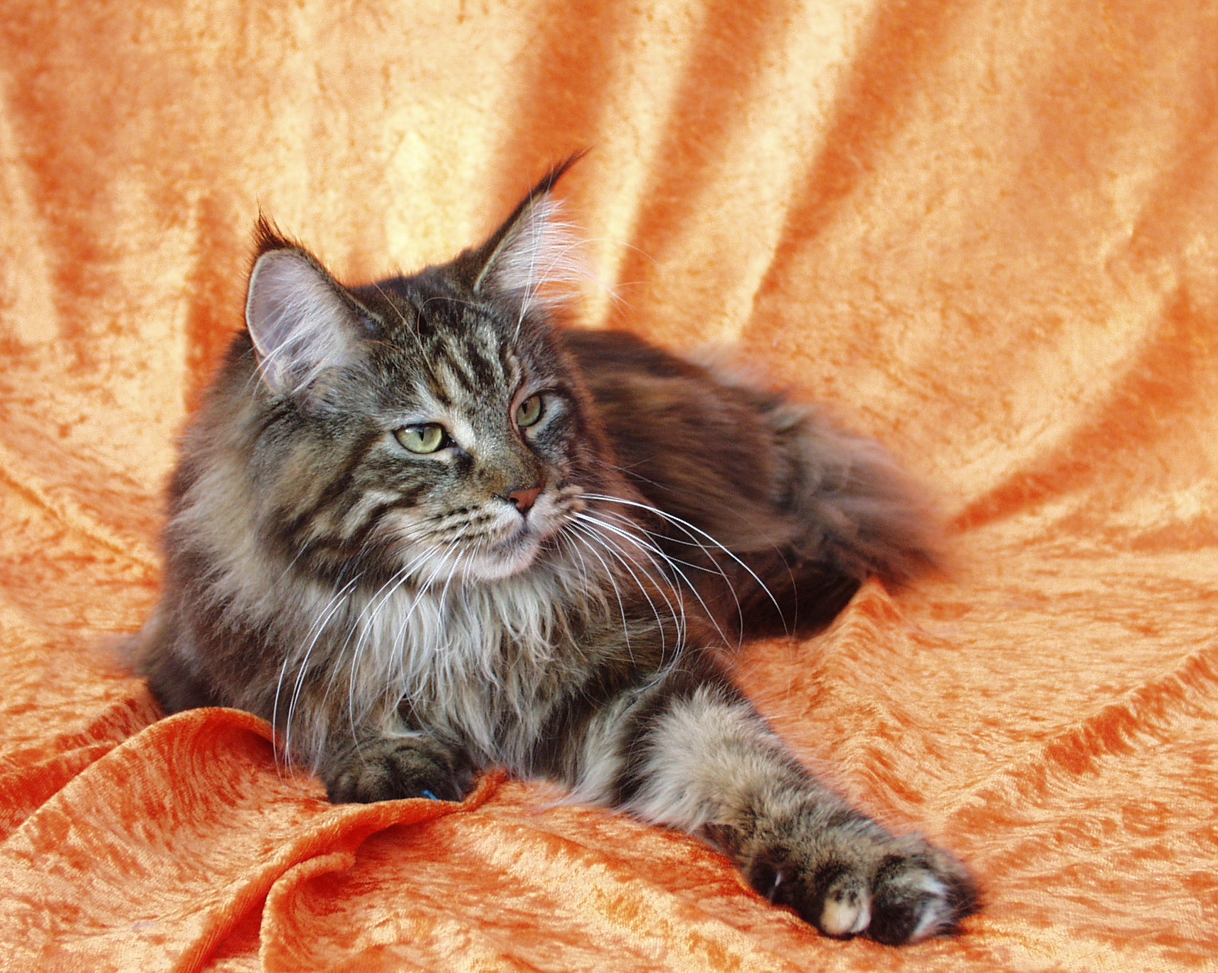 black white maine coon tabby mix