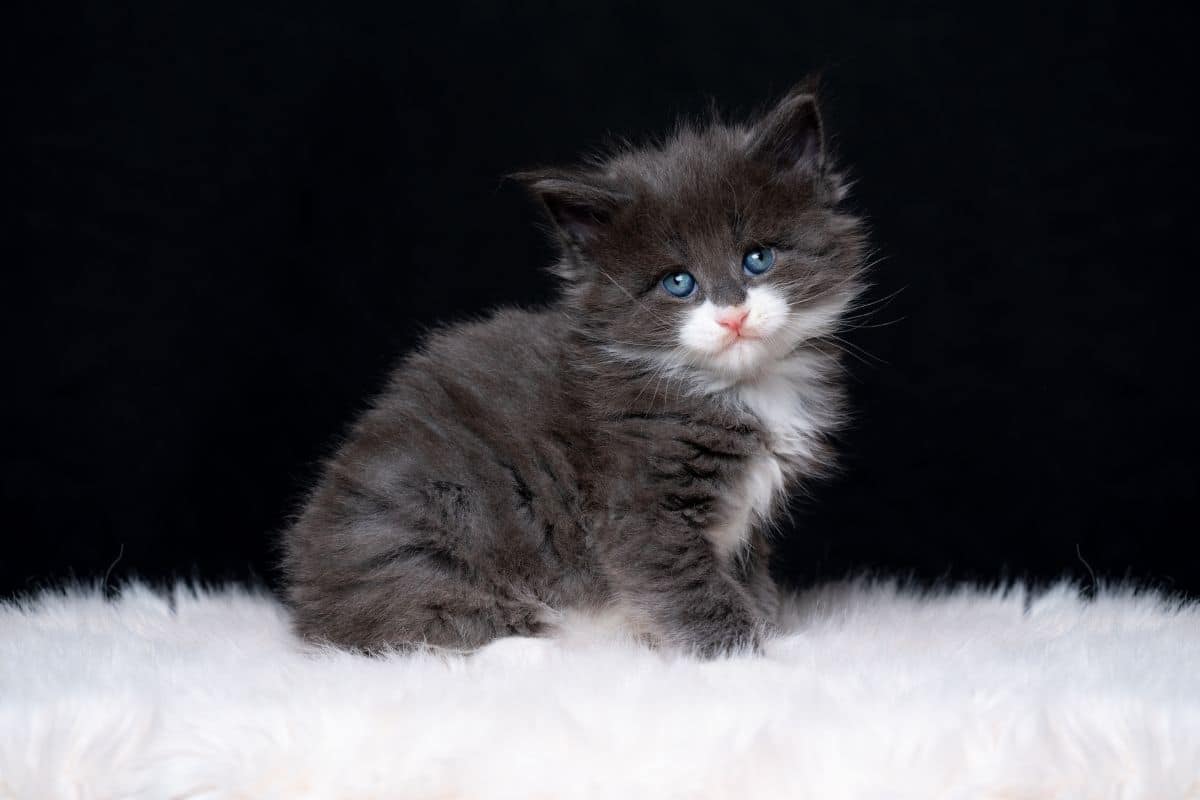 A cute fluffy maine coon kitten sitting on a white fur.