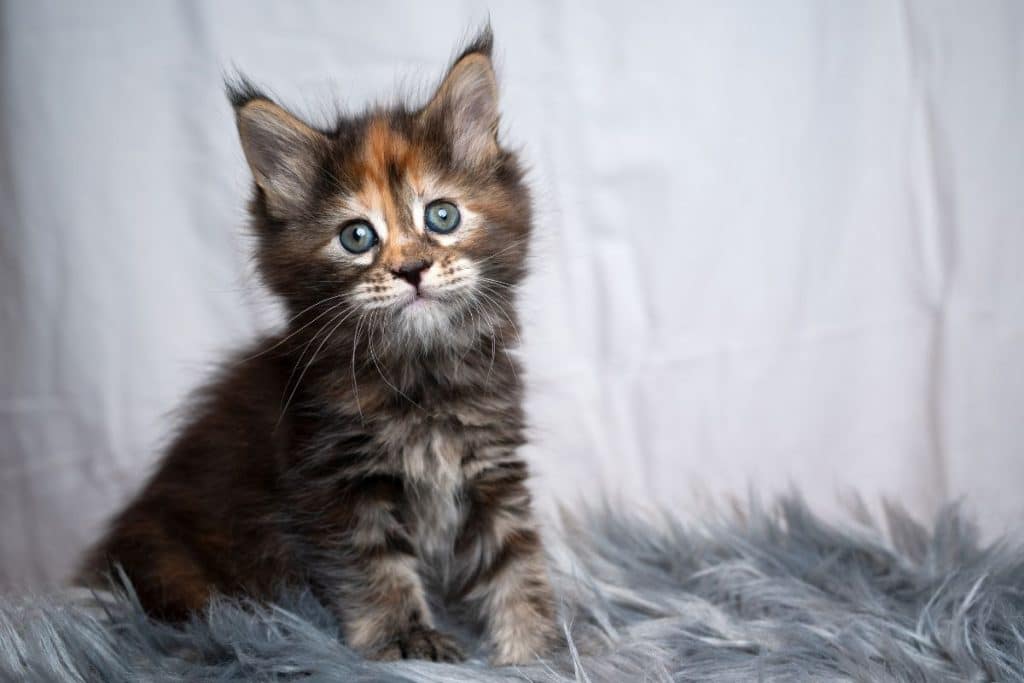 How Much Do Maine Coon Kittens Cost? - MaineCoon.org