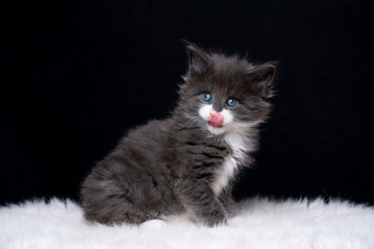 A fluffy maine coon kitten with tongue out sitting on a white fur.