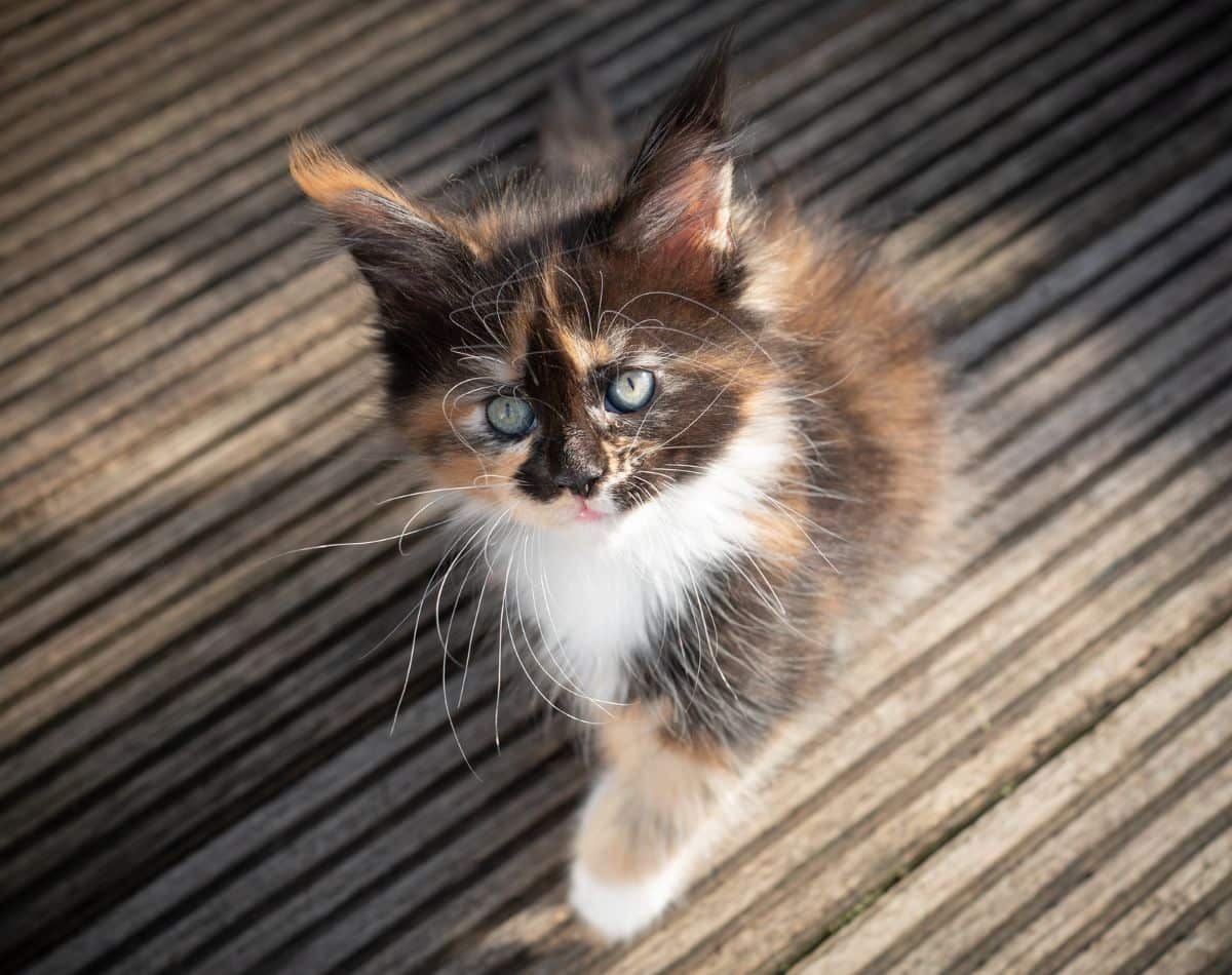 A cute calico maine coon kitten walking on a floor.