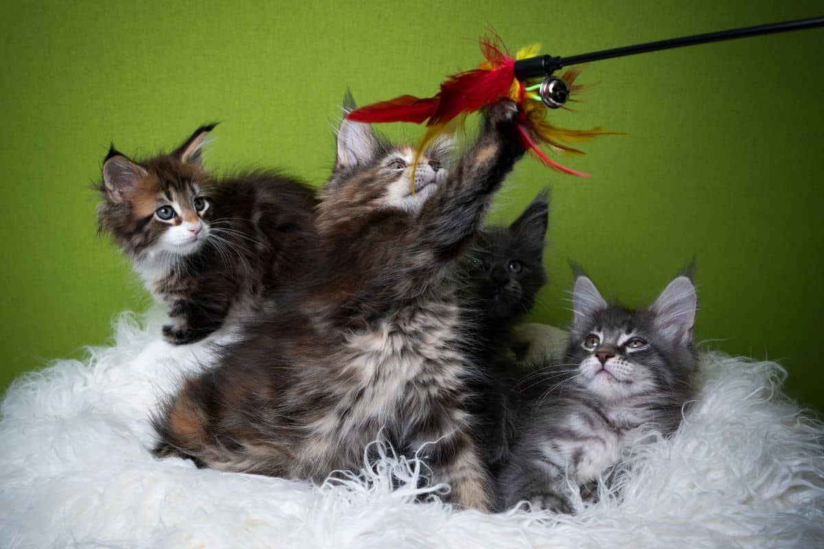4 maine coon kittens playing with a toy.