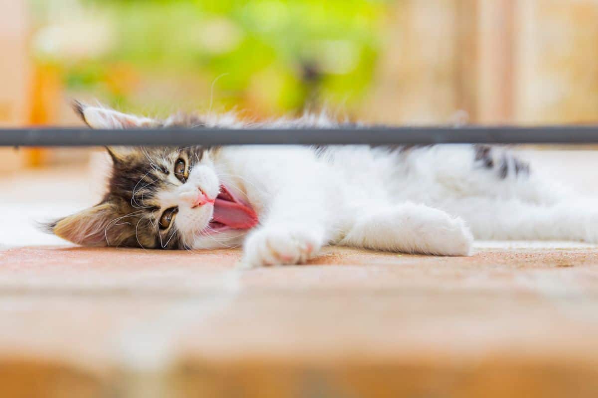 A cute funny maine coon kitten with tongue out lying on a floor.
