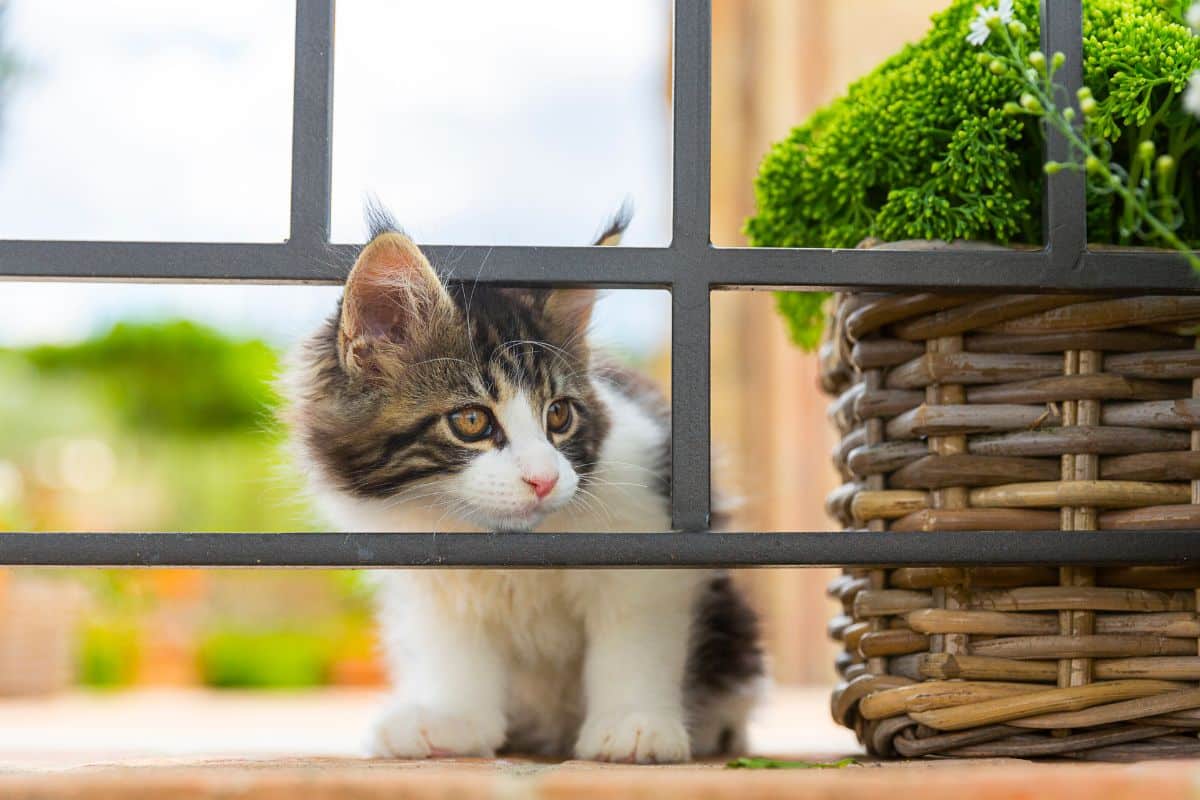 A cute maine coon kitten looking throught a railing .