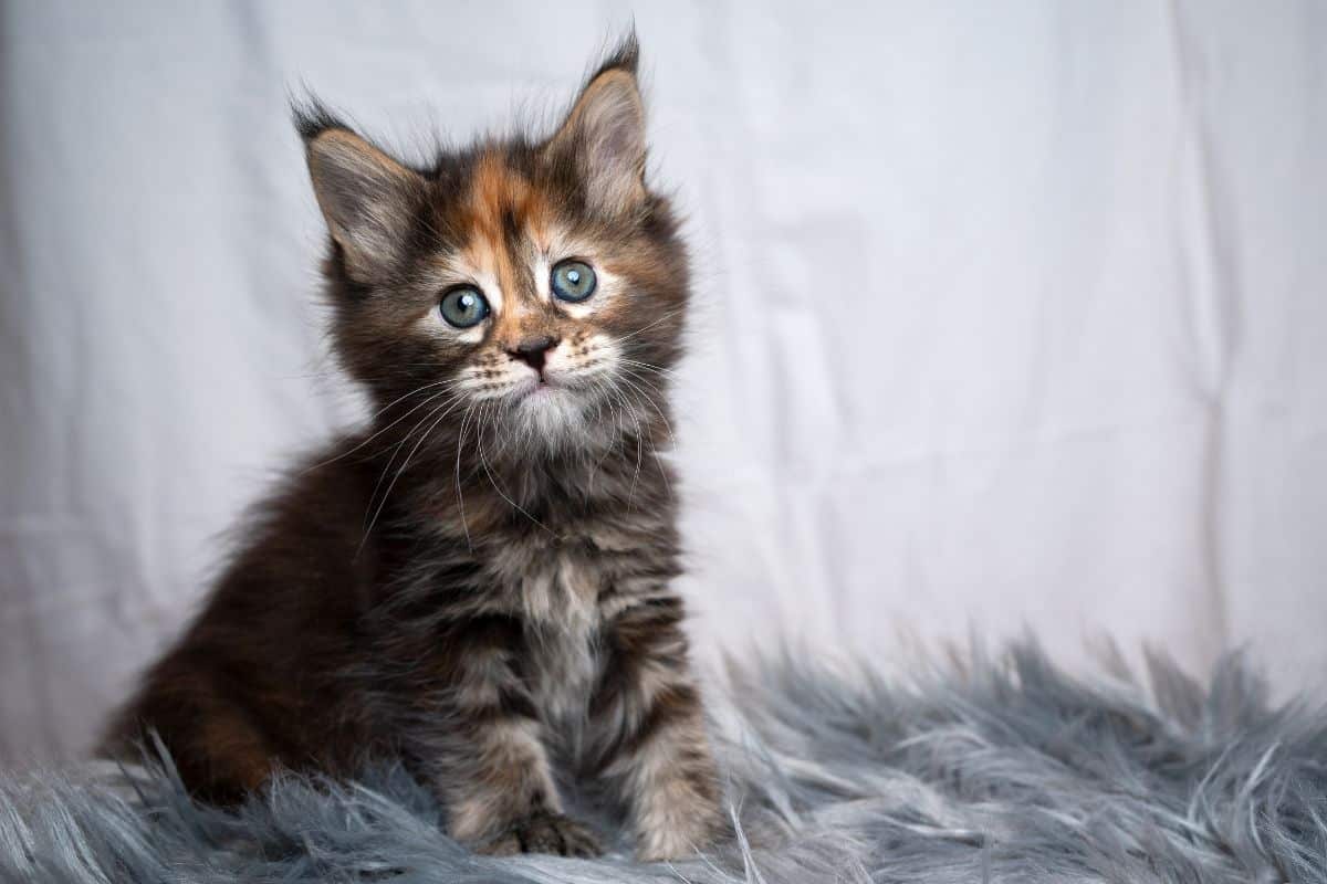 How Much Do Maine Coon Kittens Cost?