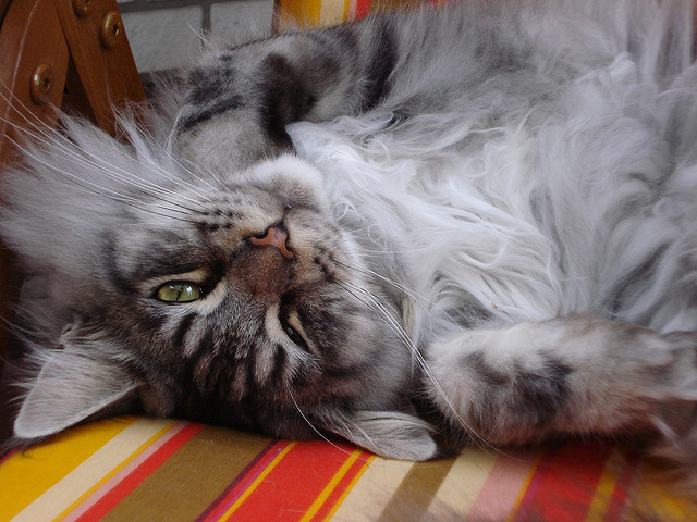 Maine Coon Personality Traits