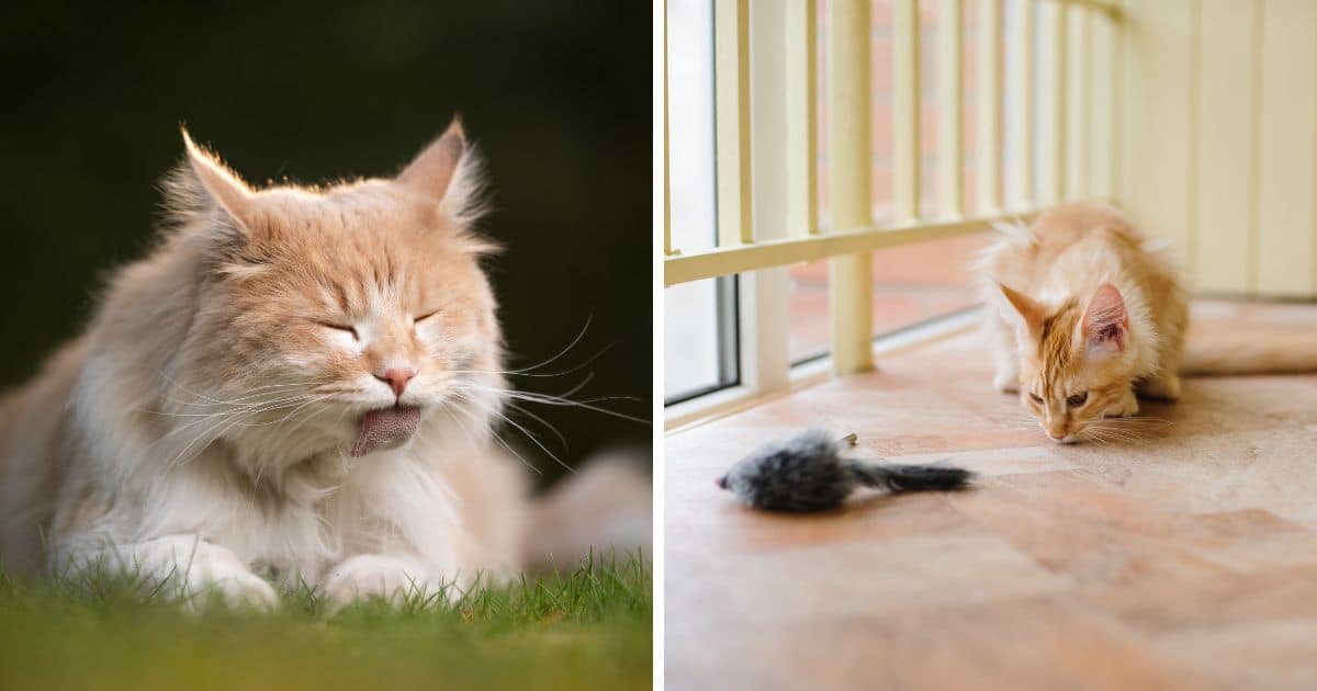 Do Maine Coon Cats Need Special Care?