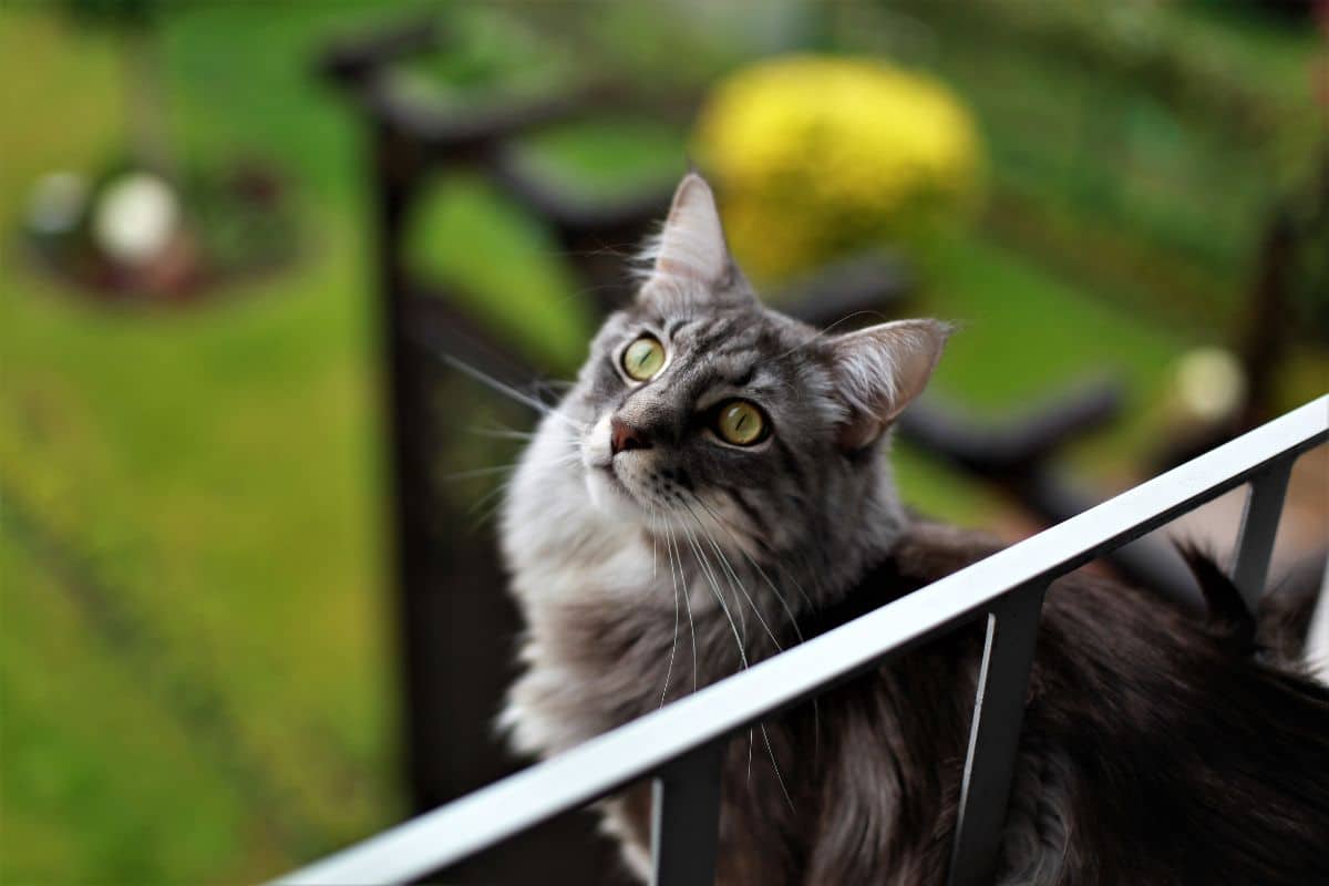 A gray female maine coon looking upward.