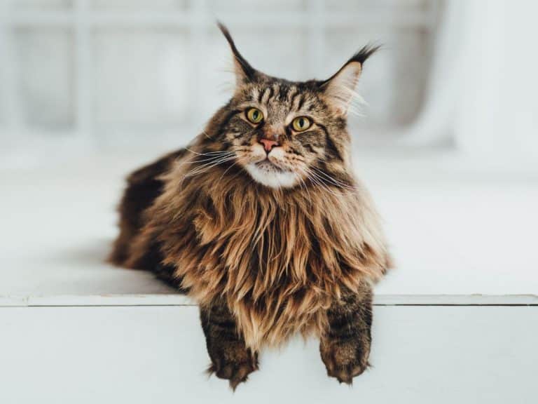 What is the Average Life Span of a Maine Coon?
