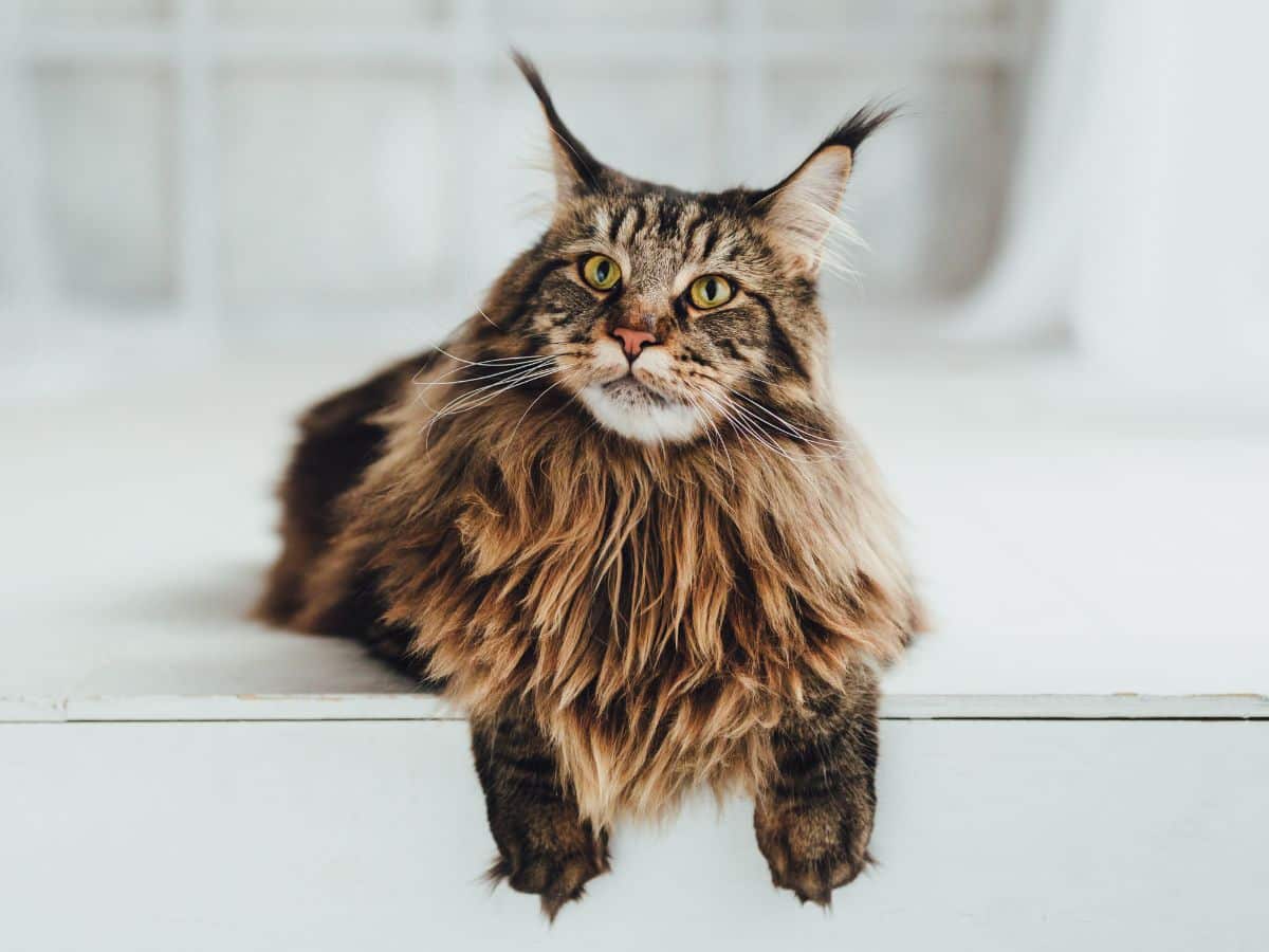 A tabby fluffy maine coon lying on the edge of a furniture.