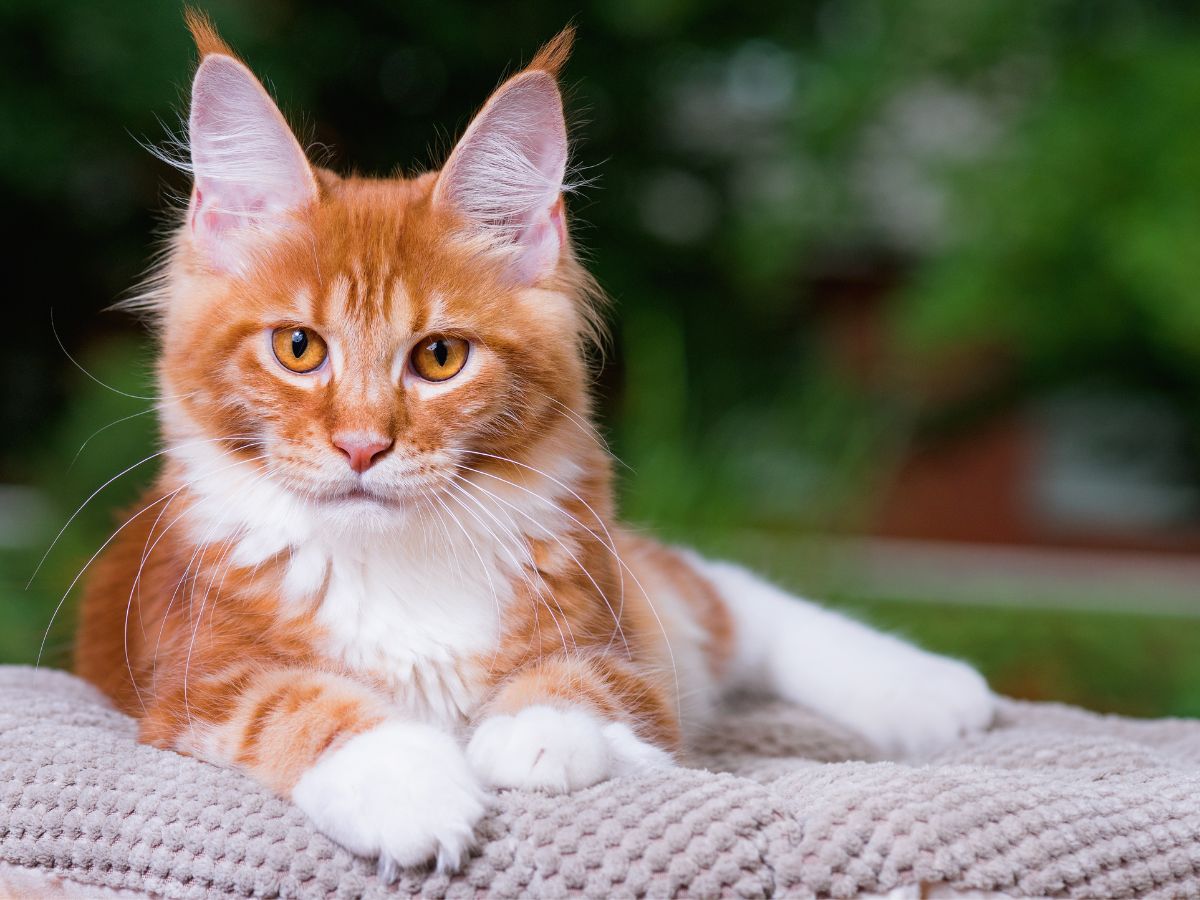 A ginger maine coon lying on a cat bed.