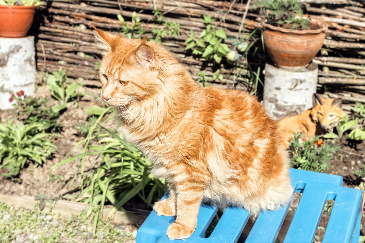 A ginger fluffy maine coon sitting on a a blue plastic chair in a backyard on a sunny day.