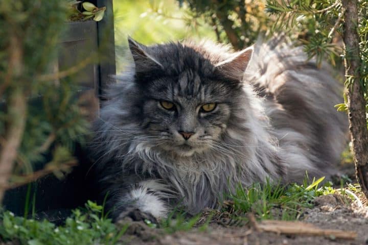 How to Tell If Your Maine Coon is a Mix - MaineCoon.org