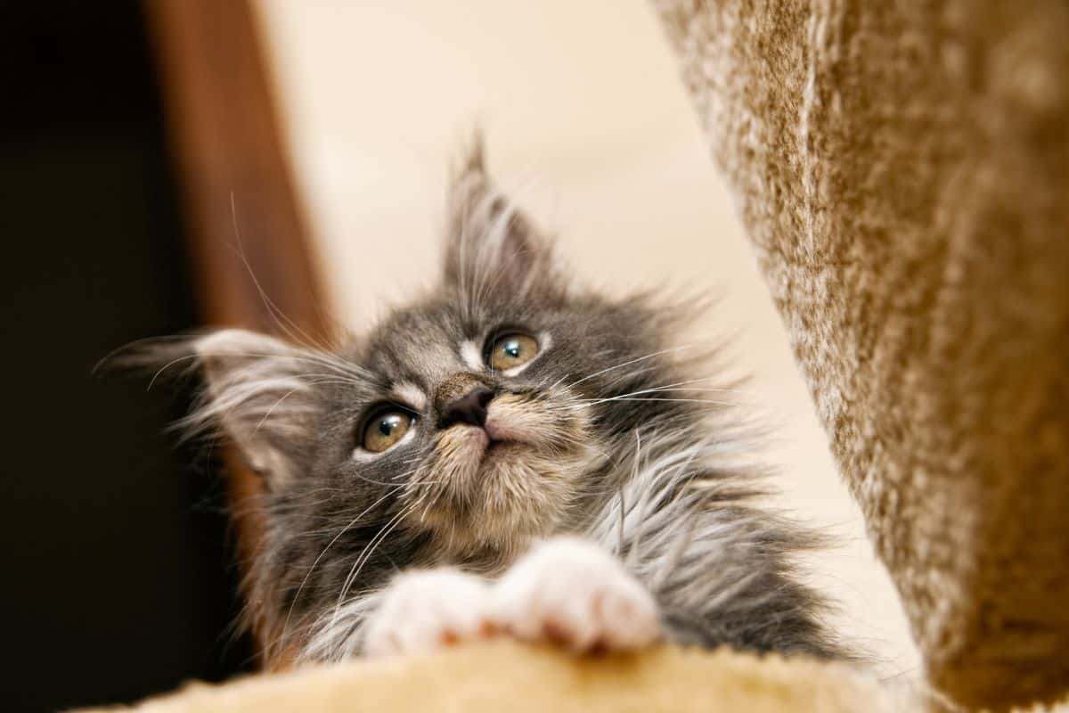 A cute gray maine coon kitten sitting on a cat tree.