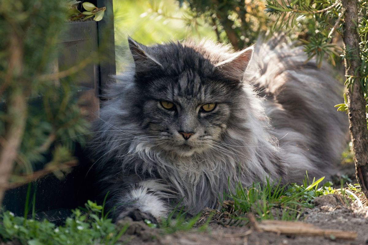A big gray fluffy maine coon lying in a backyard.