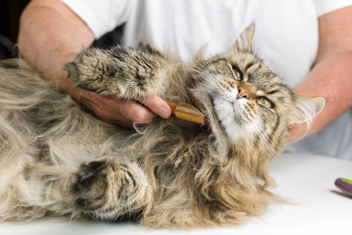 A fluffy gray maine coon groomed by a brush.