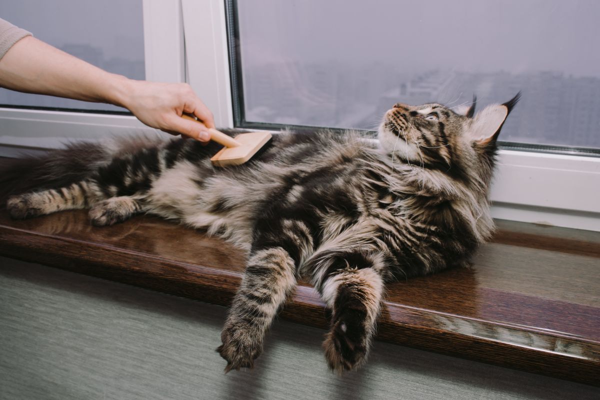 A lyying tabby maine coon on a windowsill getting groomed by a brush.