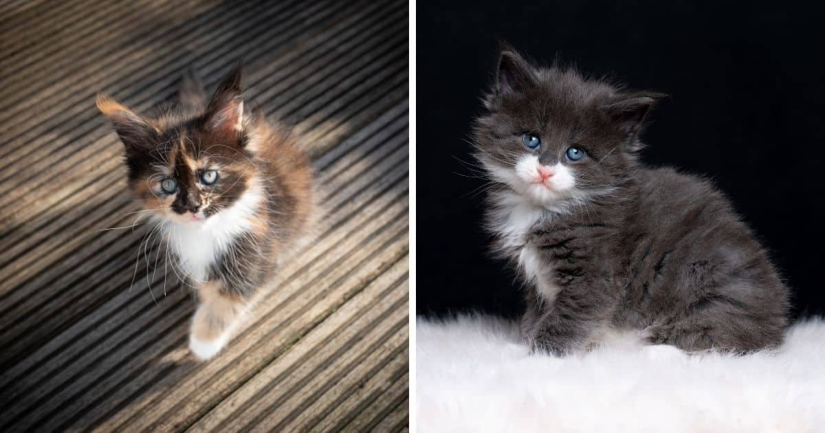 How To Choose A Maine Coon Breeder