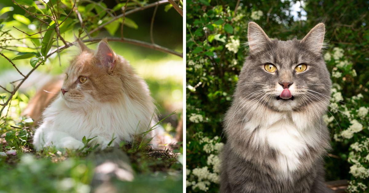 How to Tell if a Cat is a Maine Coon