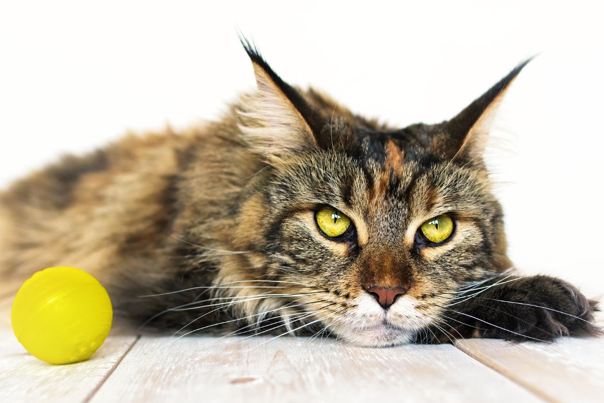 A tabby maine coon lying on a wooden floor next to a yellow ball.