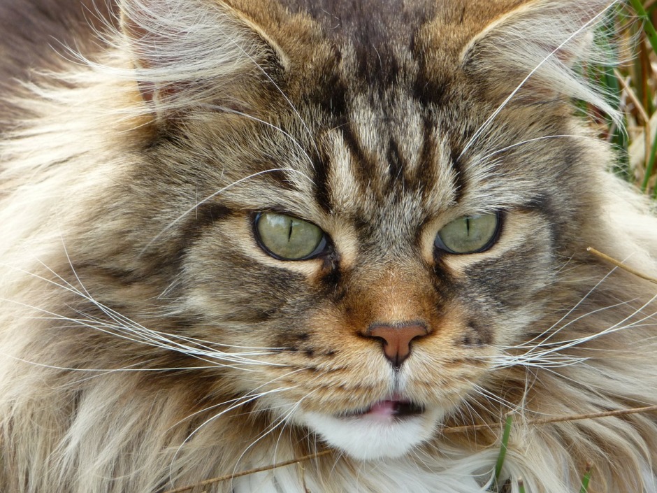 Are Maine Coons More Social Than Other Cat Breeds?