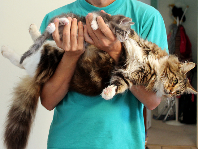 How Big Can Maine Coons Get