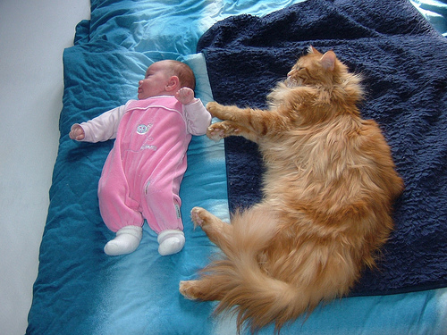 Maine Coon with Baby