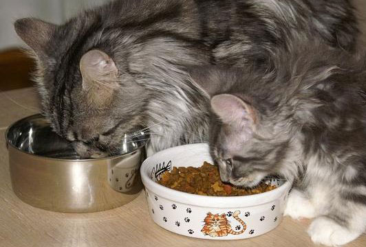 Maine Coon Eating