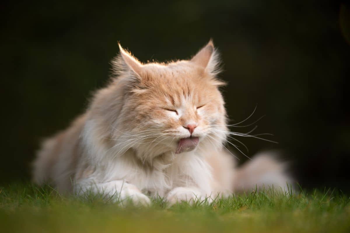 A gigner maine coon lying on green grass and grooming itself.