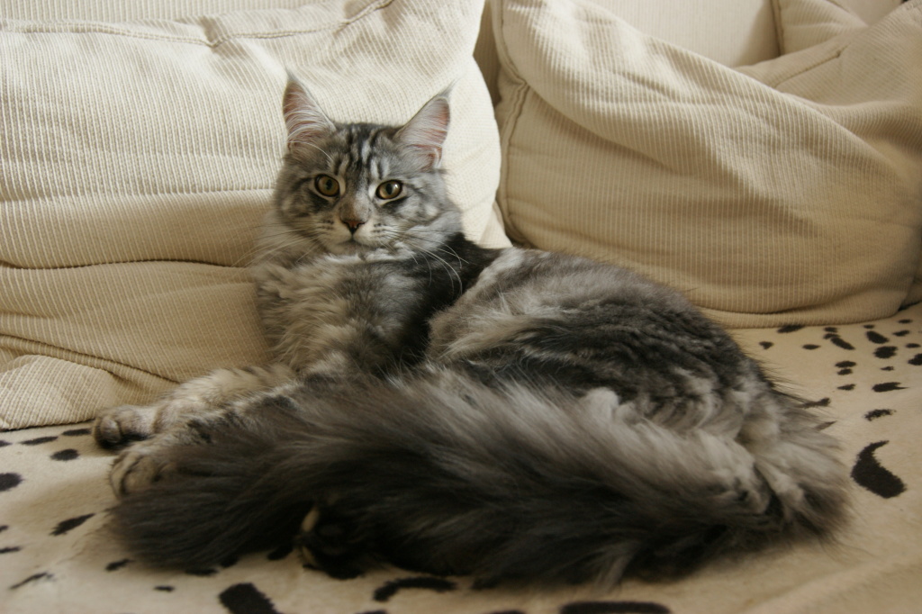 Maine Coon Grooming