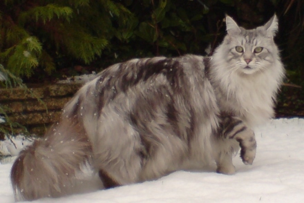 Maine Coons Vs Norwegian Forest Cats Mainecoonorg