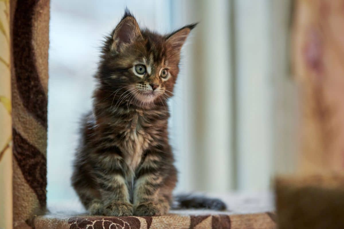A cute fluffy maine coon kitten sitting on a cat tree.