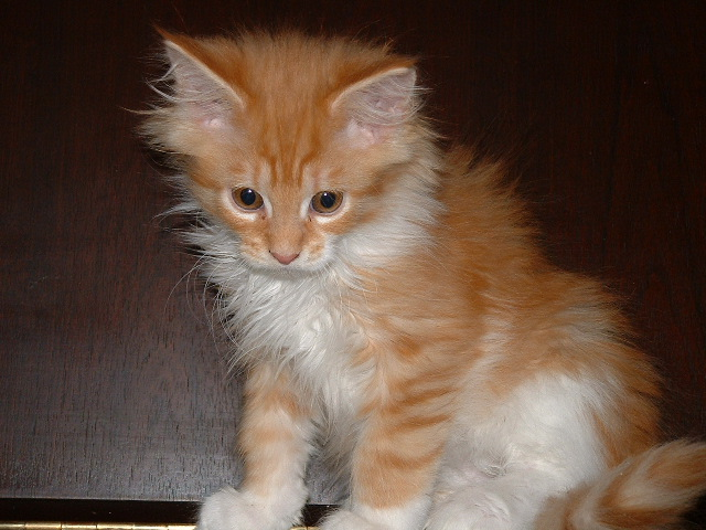 orange maine coon kitten