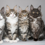Maine Coon Kittens All Different Colors