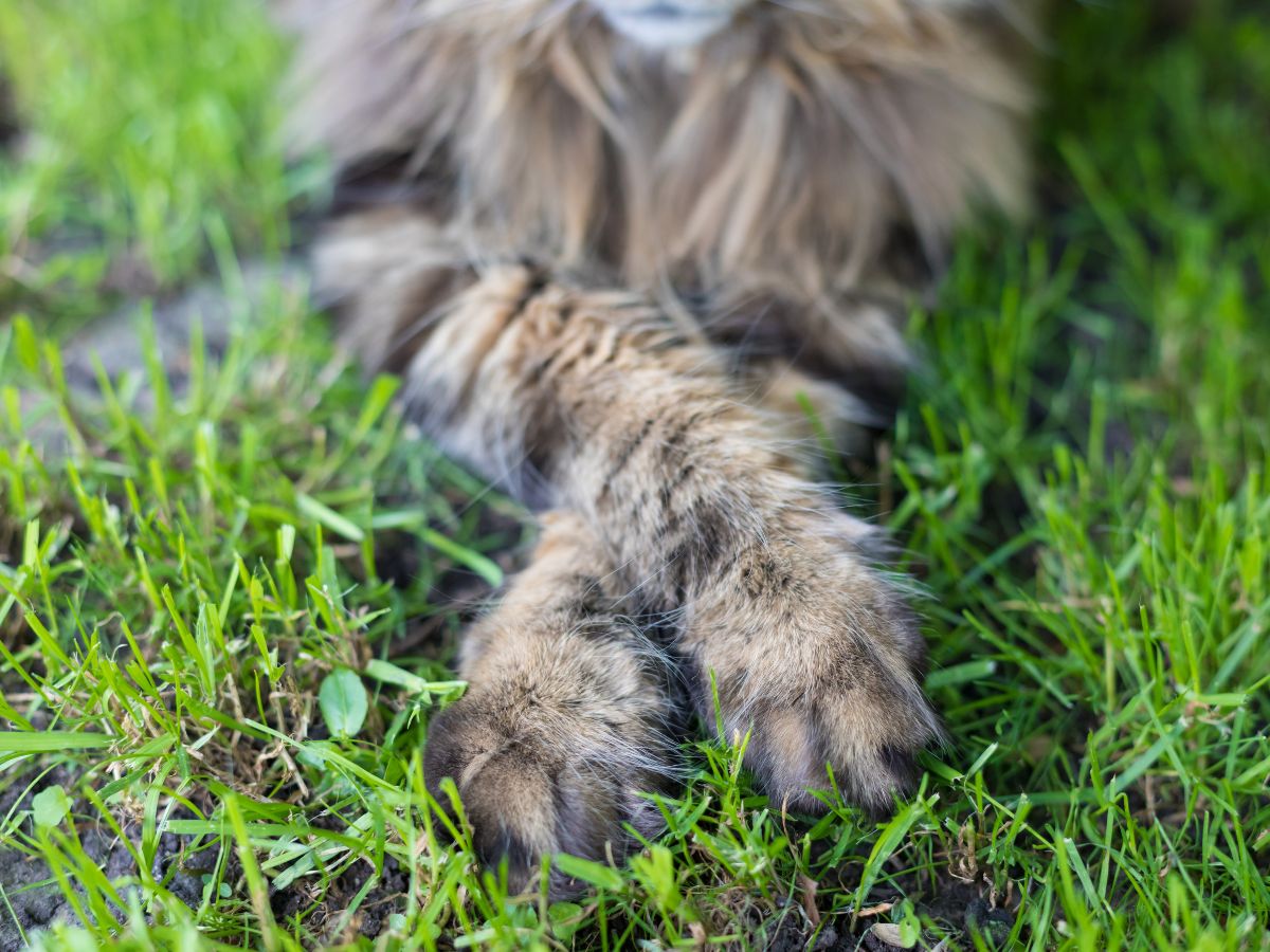 A close-up of gray maine coon paws on green grass.