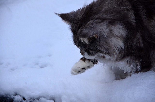 Maine Coon Plays in Snow