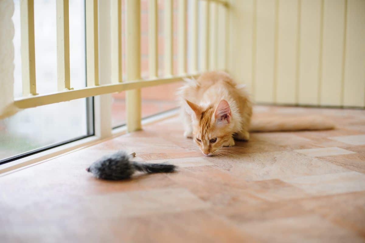 A ginger maine coon kitten playing with a mouse toy.