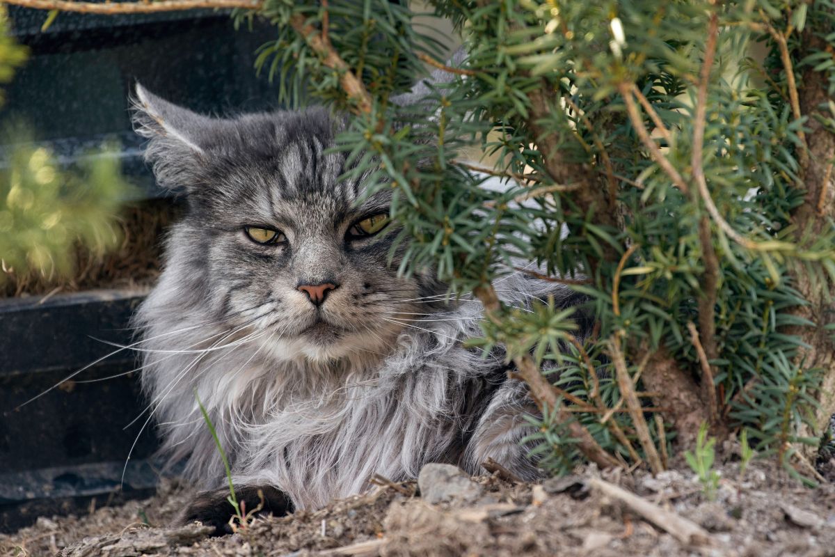 A male gray maine coon lying next to a bush in a backyard.