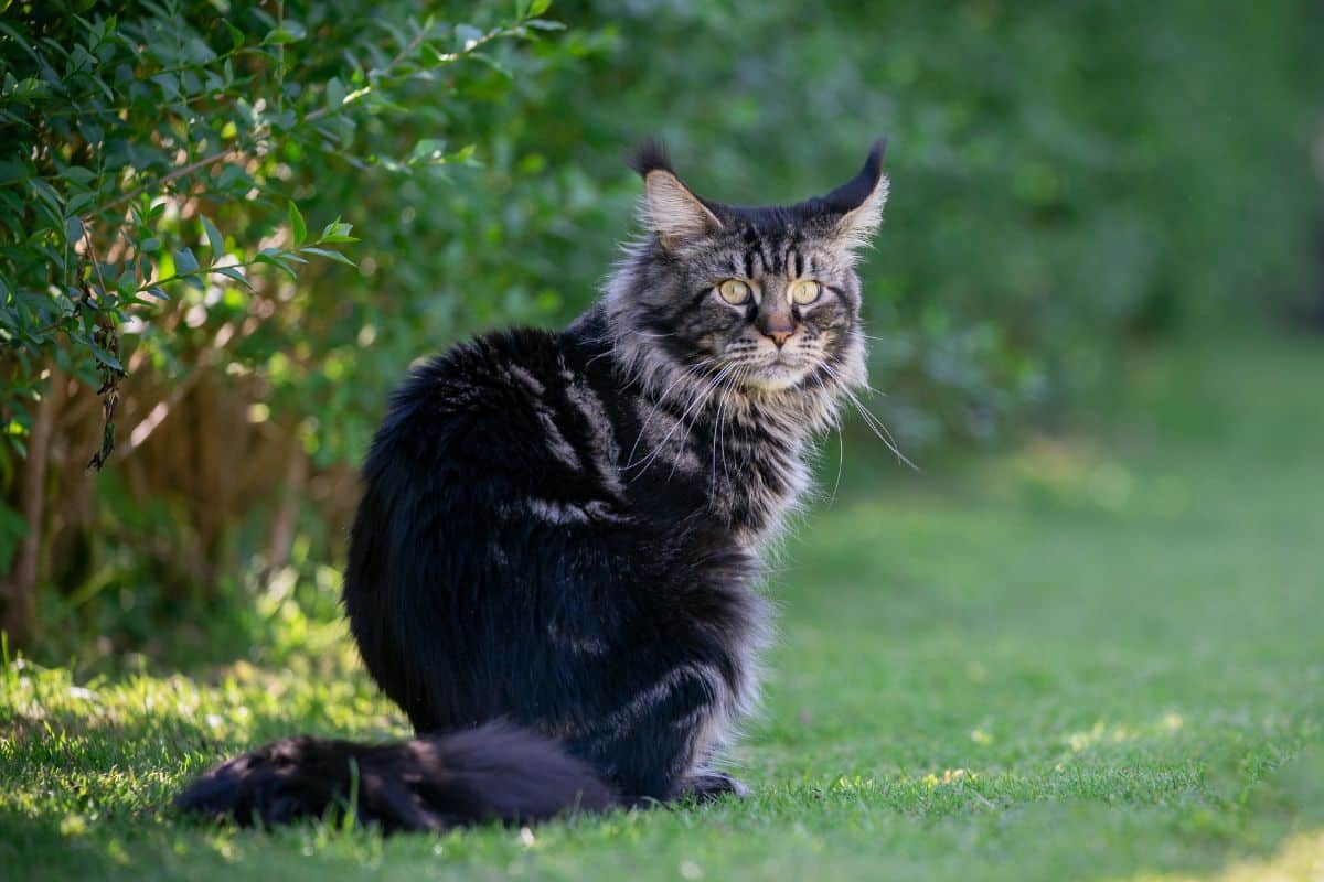 A tabby maine coon sitting on a green lawn.
