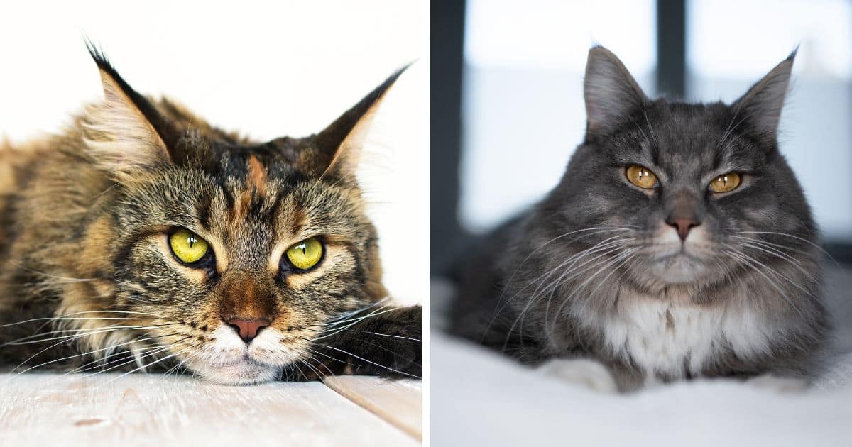 Unique Health Issues Affecting Maine Coons - MaineCoon.org