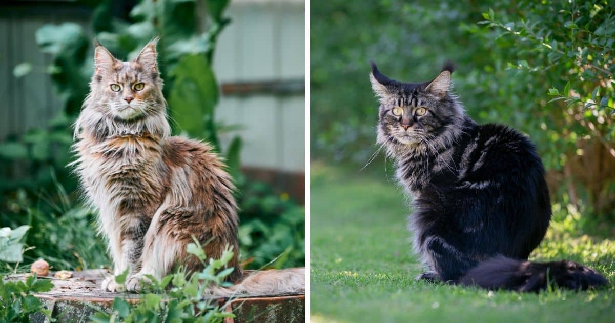 Weight Range for Adult Maine Coons