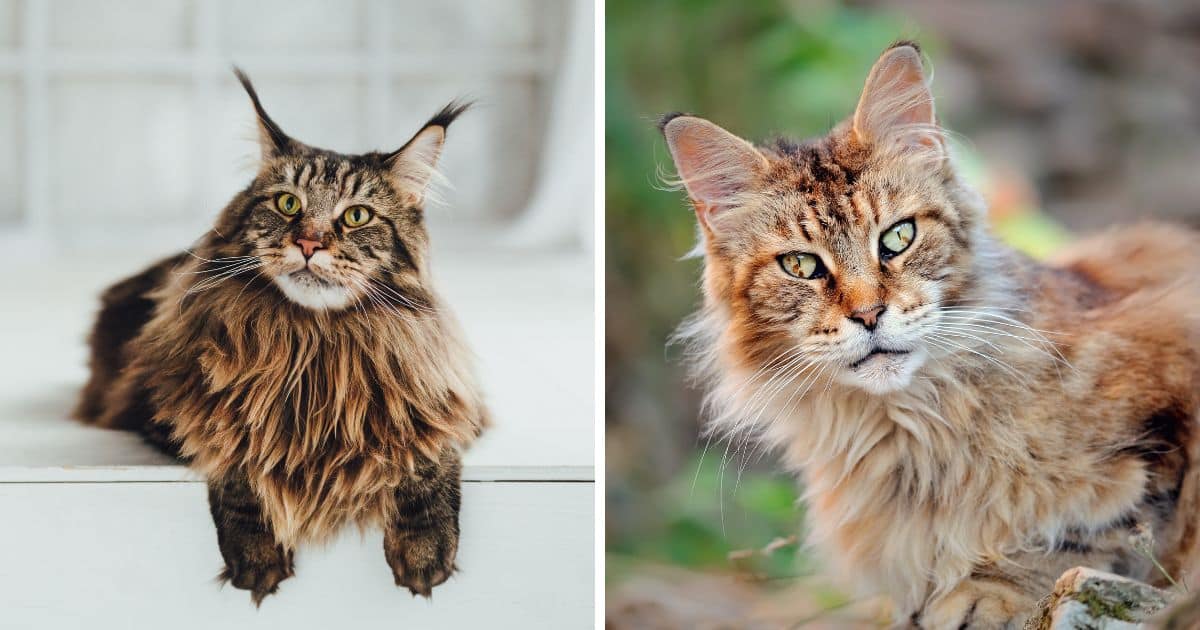 What Is The Average Life Span Of A Maine Coon Fb 