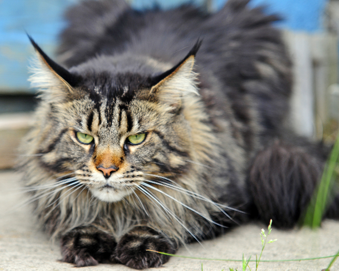 MaineCoon8 - MaineCoon.org